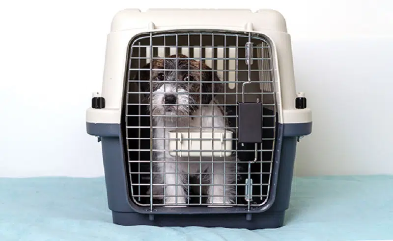 Comment choisir l'équipement de couchage de votre animal de compagnie